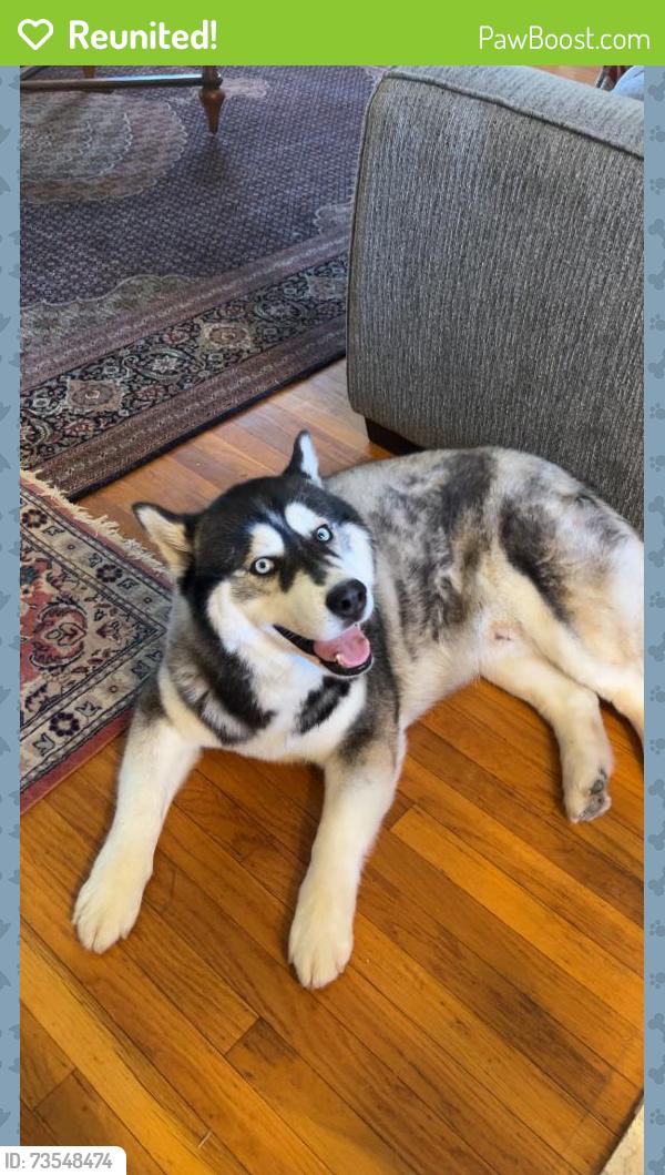 Reunited Male Dog last seen Anthony and Tonkin, Orangevale, CA 95662