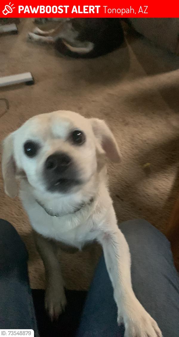 Lost Male Dog last seen Dollar general tonapah, Tonopah, AZ 85354