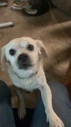 Lost Male Dog last seen Dollar general tonapah, Tonopah, AZ 85354