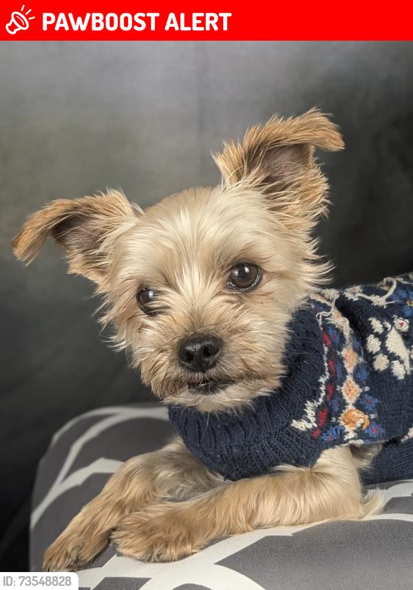 Lost Male Dog last seen Woodbine and 124th, Carroll Township, MO 64079
