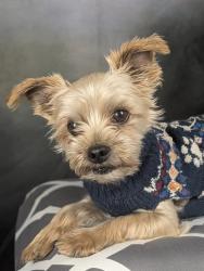 Lost Male Dog last seen Woodbine and 124th, Carroll Township, MO 64079