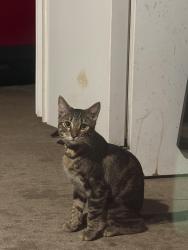 Found/Stray Male Cat last seen N 5 th st Avondale Az 85338, Avondale, AZ 85323