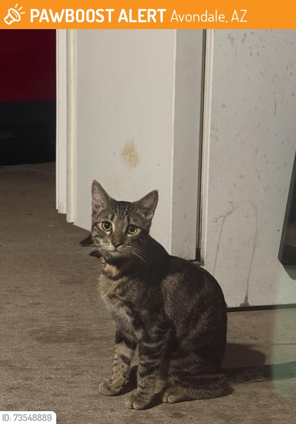 Found/Stray Male Cat last seen N 5 th st Avondale Az 85338, Avondale, AZ 85323