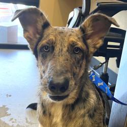 Shelter Stray Male Dog last seen , 4575 E Mesquite Ave, Palm Springs, CA 92264, USA
