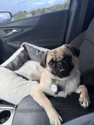 Lost Female Dog last seen In the Sonoma neighborhood on the Midland Trace Trail, Westfield, IN 46074