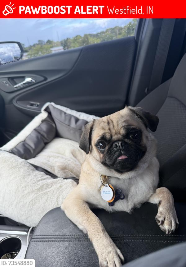 Lost Female Dog last seen In the Sonoma neighborhood on the Midland Trace Trail, Westfield, IN 46074