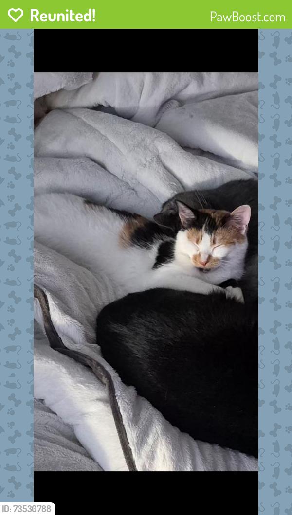 Reunited Female Cat last seen W 82nd St, Minneapolis, MN 55431