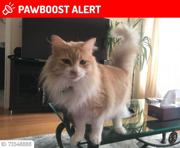 Lost Male Cat last seen Bayview and Elgin, Richmond Hill, ON L4S 1B2