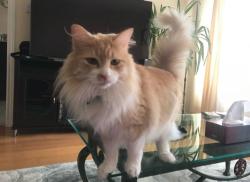 Lost Male Cat last seen Bayview and Elgin, Richmond Hill, ON L4S 1B2