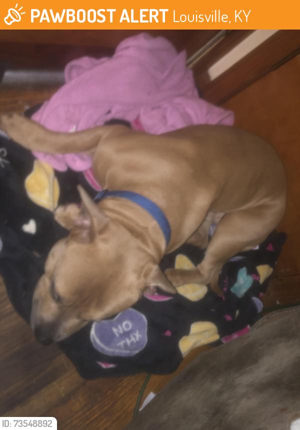 Found/Stray Male Dog last seen Near Danny court, Louisville, KY 40214