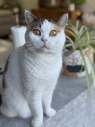 Reunited Female Cat last seen Salisbury street, Moonee Ponds, VIC 3039
