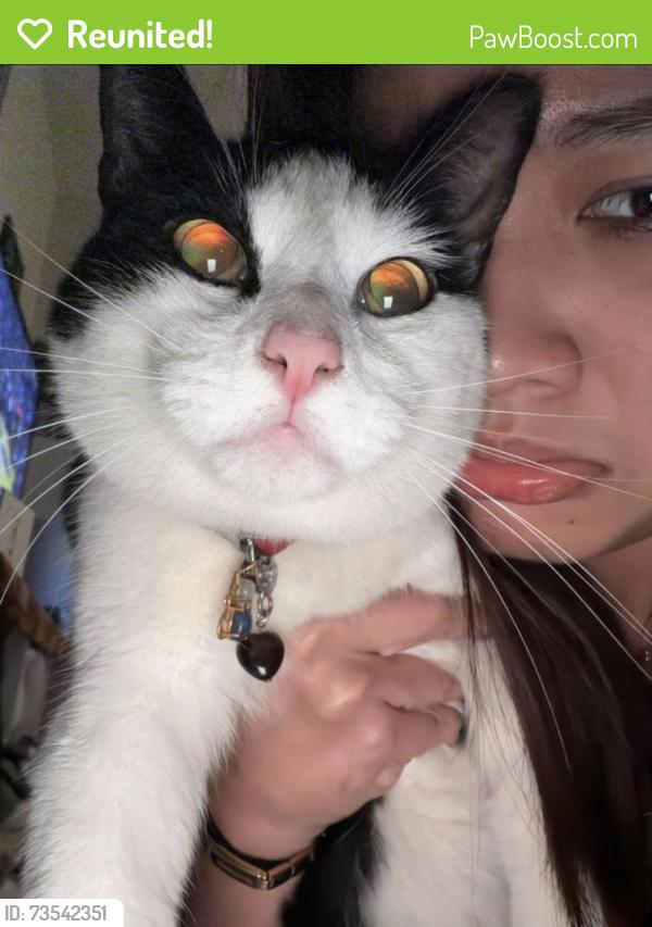 Reunited Male Cat last seen Sage Street, Daly City, CA 94014