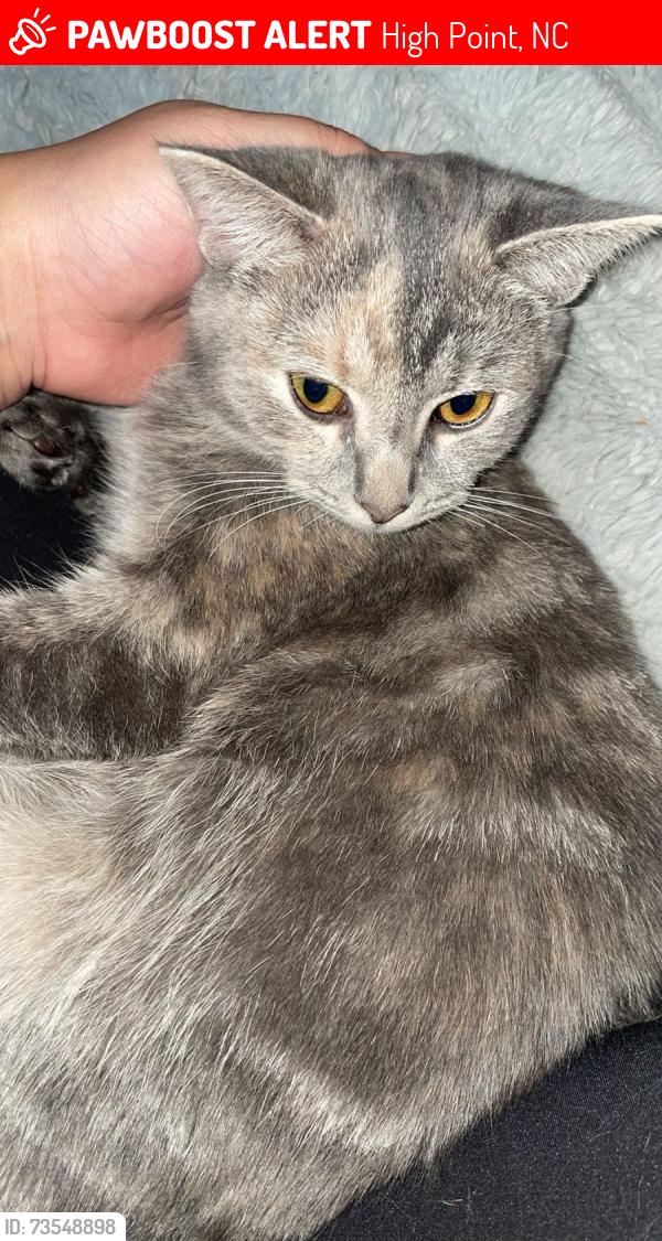 Lost Female Cat last seen Alderbrooke dr, High Point, NC 27265