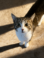 Lost Male Cat last seen root rd., reed rd., gilbert ct, North Ridgeville, OH 44039