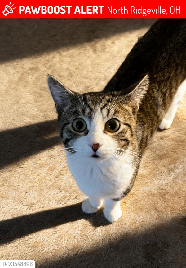 Lost Male Cat last seen root rd., reed rd., gilbert ct, North Ridgeville, OH 44039