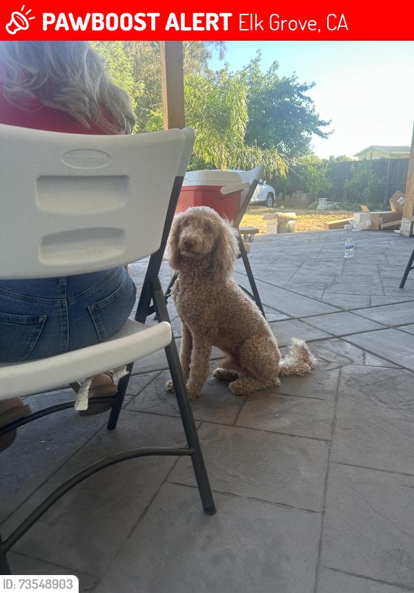 Lost Male Dog last seen Campbell Road, Elk Grove, CA 95624