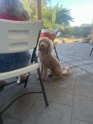Lost Male Dog last seen Campbell Road, Elk Grove, CA 95624