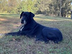 Reunited Male Dog last seen East College St & Wedowee St, Bowdon, GA 30108