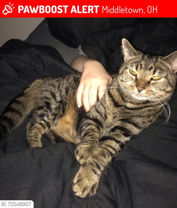 Lost Male Cat last seen Wayne ave, Middletown, OH 45044