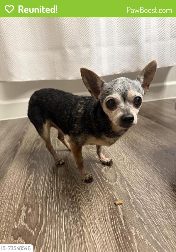 Reunited Female Dog last seen Eastern and E Silverado, Henderson, NV 89052