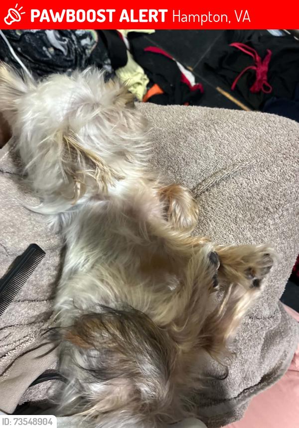 Lost Female Dog last seen Delaware Ave. and Shell Rd, Hampton, VA 23669