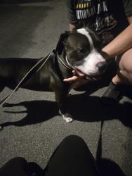 Reunited Male Dog last seen Breitner Way and Leeds Street, Riverside County, CA 92563