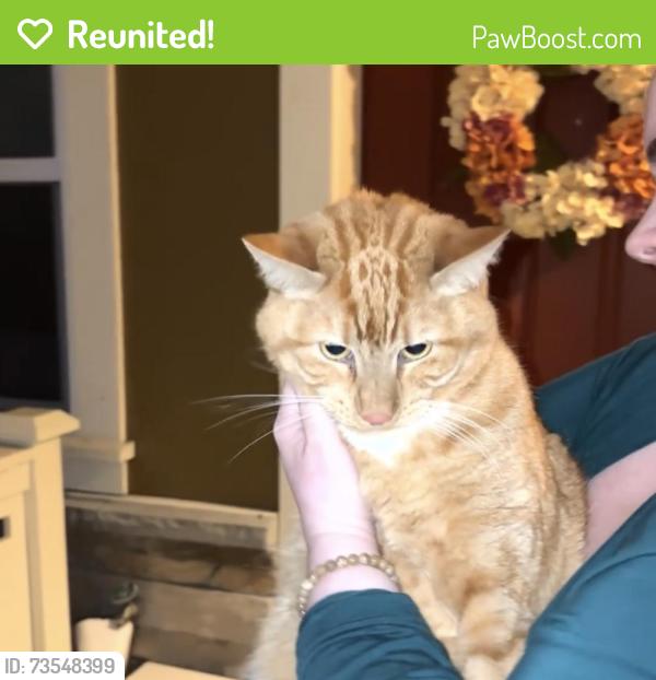 Reunited Unknown Cat last seen Red Leaf s, Olympia, WA 98501