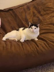 Lost Male Cat last seen Horizon ridge and las palmas entrada ave, Henderson, NV 89012