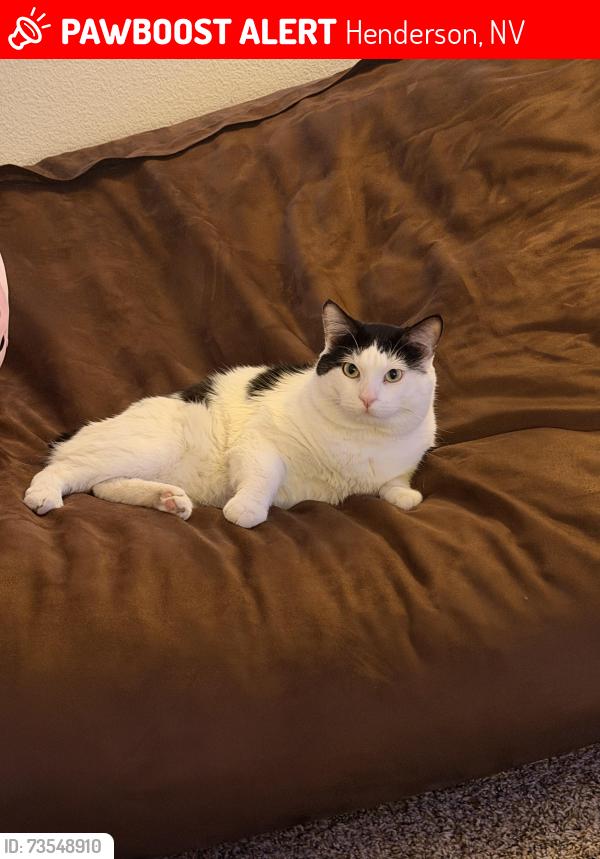 Lost Male Cat last seen Horizon ridge and las palmas entrada ave, Henderson, NV 89012