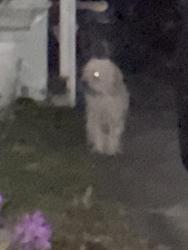 Found/Stray Unknown Dog last seen ne 16 th ave, Pompano Beach, FL 33060