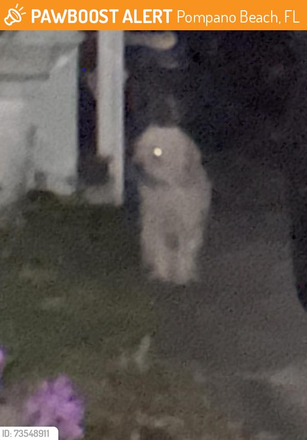 Found/Stray Unknown Dog last seen ne 16 th ave, Pompano Beach, FL 33060