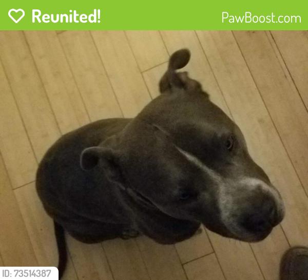 Reunited Male Dog last seen Near S. Main street, millcreek, Millcreek, UT 84107