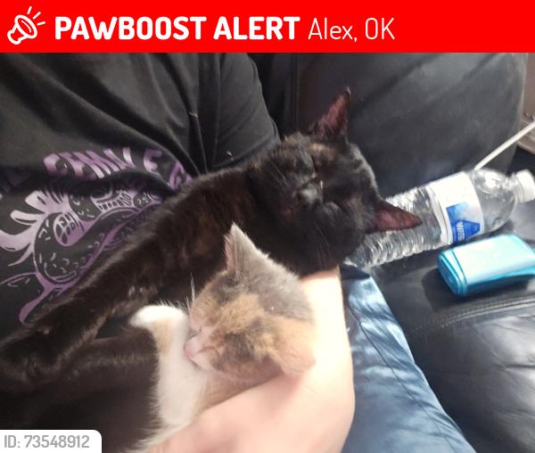 Lost Male Cat last seen Wintercreek, Alex, OK 73002