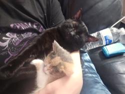 Lost Male Cat last seen Wintercreek, Alex, OK 73002