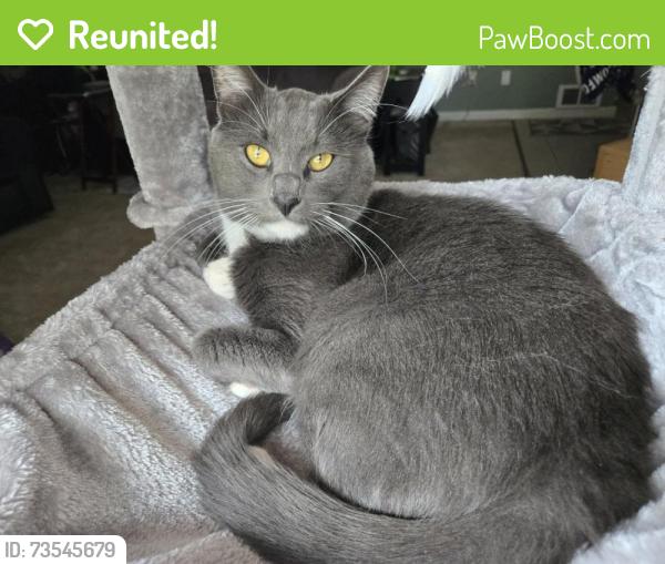 Reunited Male Cat last seen 157th & 154th St S, Fair Oaks Dr S, off Spanaway Loop Road, Spanaway, WA 98387