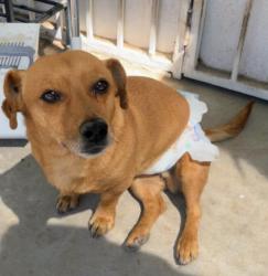 Lost Male Dog last seen Tropicana and mountain Vista, Las Vegas Valley, NV 89121