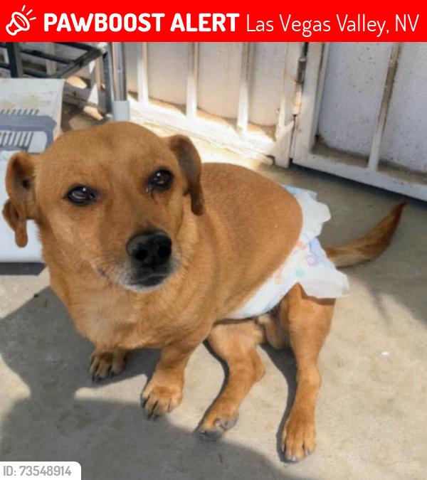 Lost Male Dog last seen Tropicana and mountain Vista, Las Vegas Valley, NV 89121