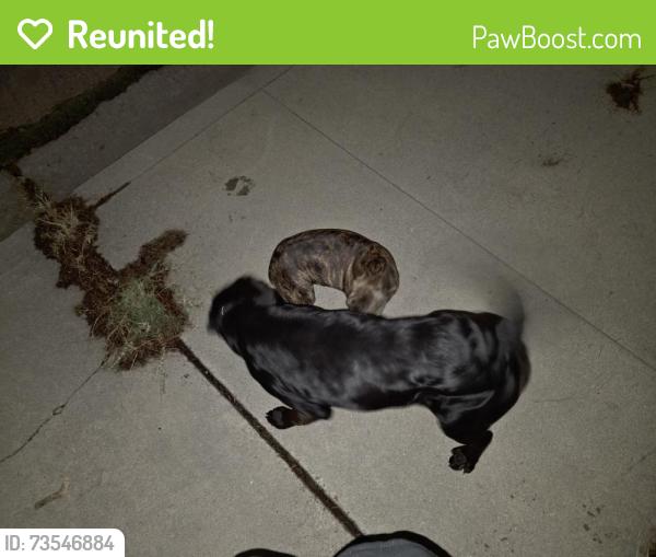 Reunited Male Dog last seen Mt View between 29th and 30th, San Bernardino, CA 92405