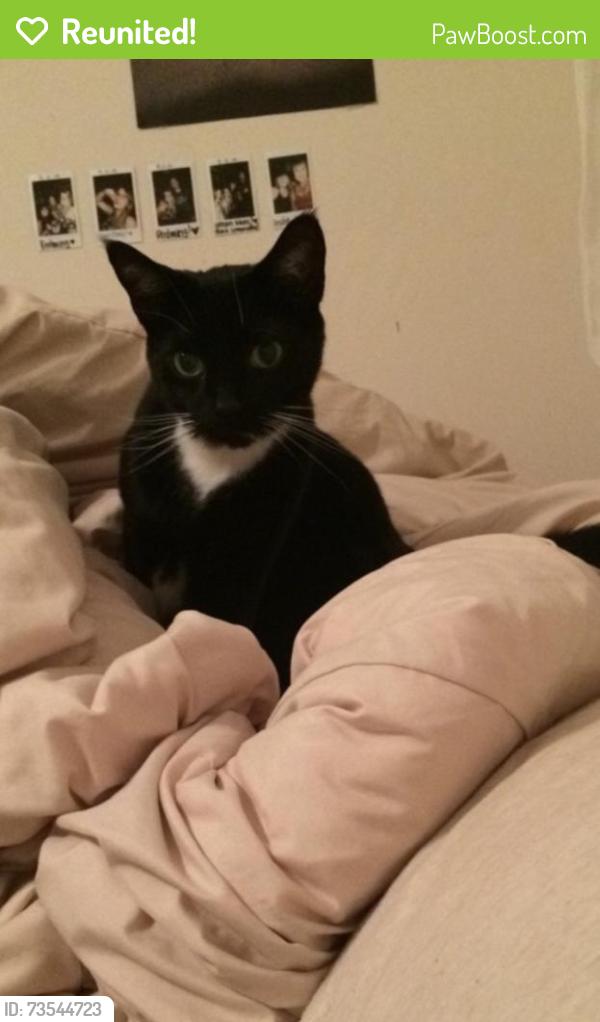 Reunited Male Cat last seen McMillan and Ten Mile, Meridian, ID 83646