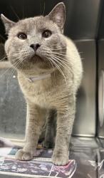 Shelter Stray Male Cat last seen , 5210 W Ave I, Lancaster, CA 93536, USA
