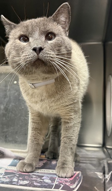 Shelter Stray Male Cat last seen , 5210 W Ave I, Lancaster, CA 93536, USA