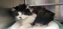 Shelter Stray Female Cat last seen , 14409 Vanowen St, Van Nuys, CA 91405, USA