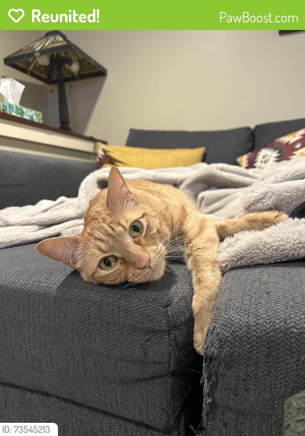 Reunited Male Cat last seen Near E and Wilson Ave, Salt Lake City, UT 84105