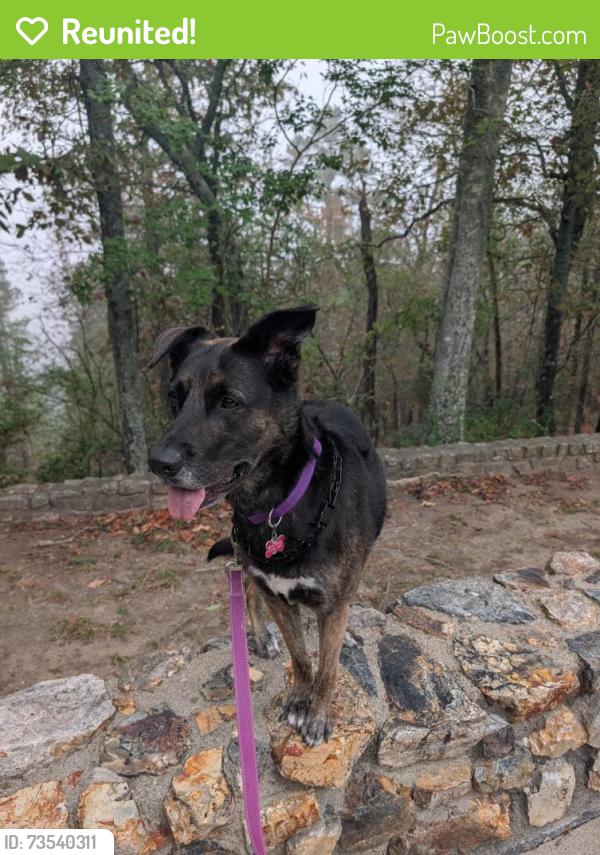 Reunited Female Dog last seen KOA campground, Wilmington, NC 28411