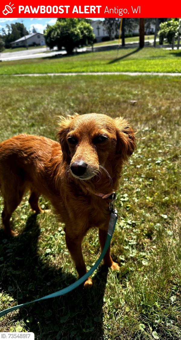 Lost Female Dog last seen Dog park Antigo WI, Antigo, WI 54409