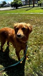 Lost Female Dog last seen Dog park Antigo WI, Antigo, WI 54409