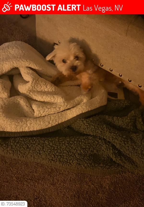 Lost Male Dog last seen By the emerald suiets on Twain, Las Vegas, NV 89169