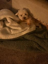 Lost Male Dog last seen By the emerald suiets on Twain, Las Vegas, NV 89169