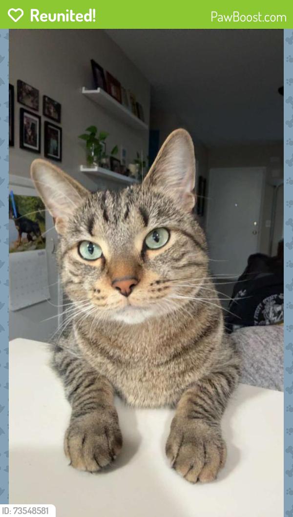 Reunited Male Cat last seen Cherrywood Way ests, and neighboring complexes, El Cajon, CA 92021