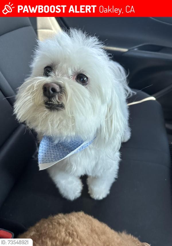 Lost Male Dog last seen Near the entrance of Pheasant Meadows on Ohara Avenue, Oakley, CA 94561